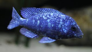 Placidochromis sp quotphenochilus tanzaniaquot Lupingu [upl. by Laram960]