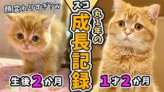 【1年の成長記録】だんだん困り顔に？昔から甘えんぼう猫の可愛いスコティッシュフォールド [upl. by Sari]