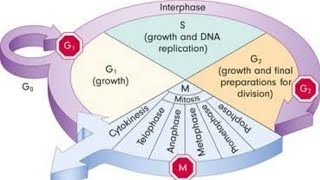 Diagrammatic view of cell cycle [upl. by Stegman603]