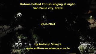 Rufousbellied Thrush singing at night in SPaulo city Brazil by Antonio Silveira [upl. by Aleetha776]