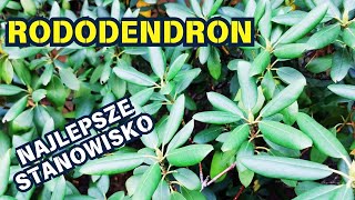 RODODENDRON  najlepsze stanowisko 🌿 🪷 🌿 [upl. by Elohcan145]