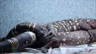 Beaded Lizard Breeding [upl. by Friedland157]