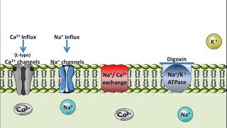 Digoxin  Mechanism of Action [upl. by Aleacem332]