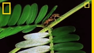 Amazing Symbiosis Ant Army Defends Tree  National Geographic [upl. by Jacintha]