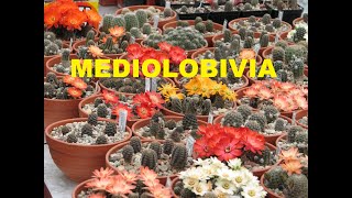 Mediolobivia  Rebutia  kaktusy 2 [upl. by Valtin]