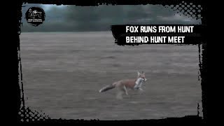 Fox runs from hunt behind hunt meet [upl. by Ivek]