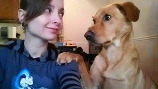 When your dog and you have a special language 🤣 Funny Dog and Human [upl. by Dirgis]