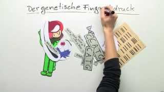 Biologie Der genetische Fingerabdruck  Biologie  Genetik [upl. by Airotal]