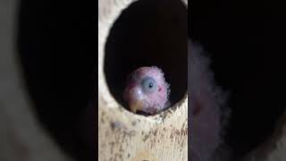 Day 12 Budgy growing journey budgienation parrot birds babybirds budgies [upl. by Oiramel238]