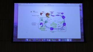 Nitrogen Metabolism  Kevin Aherns BB 451 Lecture 51 2017 [upl. by Lach]