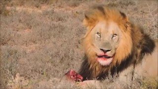 Lion Bites Lioness on Her Bum  See What Happens Next [upl. by Leavelle]