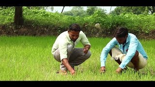 BASF’s Basagran for Rice Farmers [upl. by Icnarf]