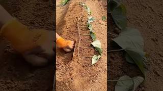 Amazing Sweet Potato Growing Techniques satisfying farming [upl. by Llyrrad]