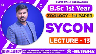 Lt13 Sycon Part01 Phylum Porifera Zoology Paper 1st  BSc1st Year [upl. by Hastings]