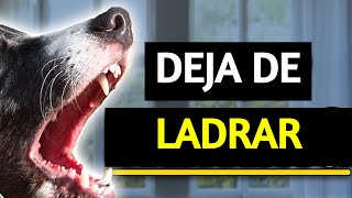 La Mejor Manera de Detener el Ladrido de un Perro [upl. by Arat]