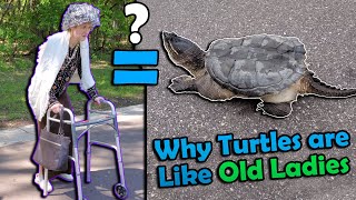 How to Help Turtles Cross the Road Old Lady Version [upl. by April]