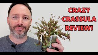 Crassula Marnieriana Houseplant Review and Care  Jade Necklace  Crassula Rupestre [upl. by Suaeddaht]