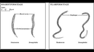 Differentiating Hookworm from Threadworm [upl. by Aikemat]