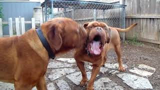 DOGUE DE BORDEAUX  Ruff amp Tumble in the Dogues Yard [upl. by Josler]