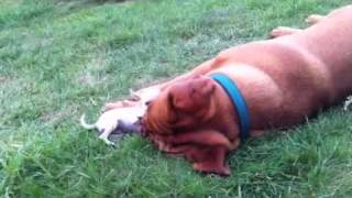 Dogue de Bordeaux et son pote le chihuahua [upl. by Einohpets]