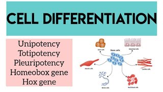 Cell Differentiation  Unipotency Pluripotency Totipotency  Gene action  Hox gene Homeotic gene [upl. by Conard]