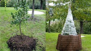 Protección de cítricos contra el frío  Bricomanía  Jardinatis [upl. by Pietje]