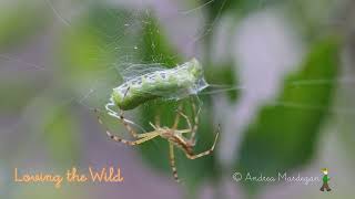 クモが獲物をぐるぐる巻きにする瞬間スローモーションで Young Wasp spider wrapping a prey Giovane Ragno vespa avvolge la preda [upl. by Fairfield]