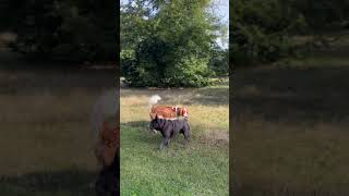 Spaniel Dog and French Bulldog Inspecting Each Other [upl. by Babby962]