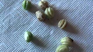 Collecting Nasturtium Seed [upl. by Morganne]