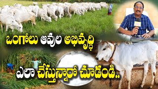 200 ఎకరాల్లో ఒంగోల ఆవుల అభివృద్ధి జై గోమాత  Ongole Breed Development  B Ravi [upl. by Halullat]