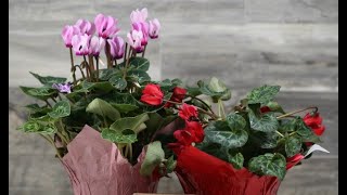 Caring for florist cyclamen  Tips for Growing Cyclamen Plants [upl. by Afrika590]