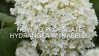 How to Propagate Hydrangea Annabelle Taking Hydrangea Annabelle Cuttings Plant Propagation [upl. by Ettenan]