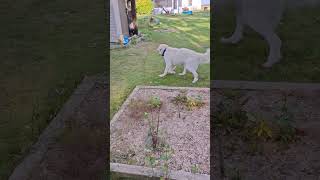 Great Pyrenees dog protecting the farm hobbyfarm dog livestockguardiandog farm greatpyrenees [upl. by Cathlene]