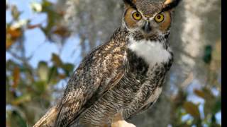 52 Owl Great Horned Fledgling begging call [upl. by Nahgeam478]