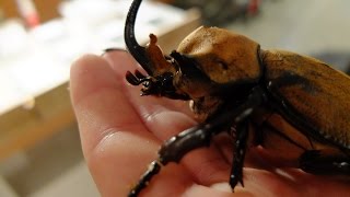 Megasoma elephas elephas  Rhinoceros Beetle  Nashornkäfer [upl. by Alyacim]