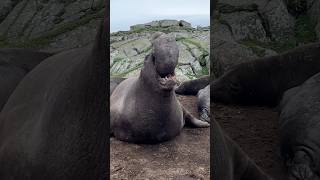 Elephant Seal Beachmaster defends his harem elephantseal [upl. by Zealand]