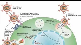 Replicación viral VIH inmunología y virología SESIÓN X [upl. by Brost]