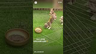 Dog Food competition😂 Watch Till End dogs pets cuteanimal doglover happydoglife puppy [upl. by Borg]