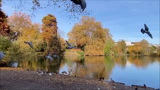 Ein sonniger Novembertag in der Natur  Intuitives Musizieren mit Handpan und Harfe im Hofgarten [upl. by Quent]