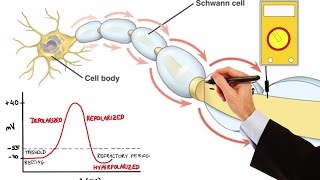 NEURON ACTION POTENTIAL MADE EASY [upl. by Cormack]