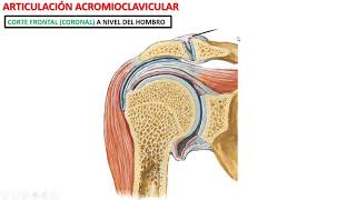 Articulación acromioclavicular [upl. by Callie842]