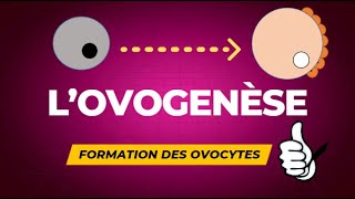 Lovogenèse  formation des ovocytes [upl. by Mowbray]