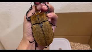 Got a kiwi imported from Mexico Elephant beetle Megasoma Elephas Occidentalis insects shorts [upl. by Pufahl]