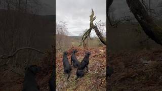 Pheasant Retrieved with Labrador Retriever Driven Shooting Gundog [upl. by Imis374]