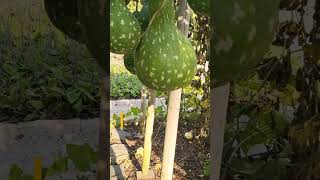 Spectacular bottle gourd bottlegourd gourd calabashgourd [upl. by Hueston]