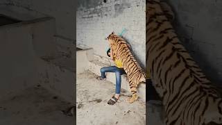 Ladke par tiger kiya attack tigee tiger ytshorts [upl. by Ennayr]