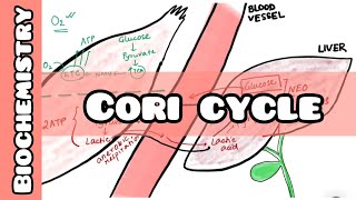 Cori Cycle  Biochemistry lecture for USMLE NEET PG INICET NCLEX [upl. by Minton]