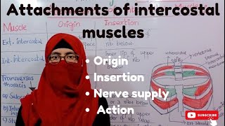 Attachments of intercostal muscles  origin Insertion  Nerve supply  Action  walls of the thorax [upl. by Perr]