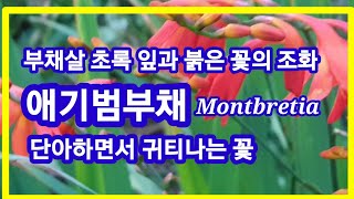 애기범부채Montbretia부채살 초록잎과 붉은 꽃의 조화단아하면서 귀티나는 꽃 [upl. by Edina]