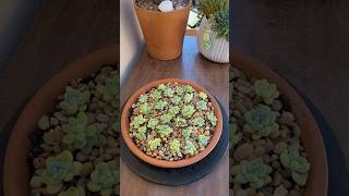 Succulent Tips Propagating Sedum Clavatum 🪴 succulents suculentas propagate [upl. by Arihsa559]